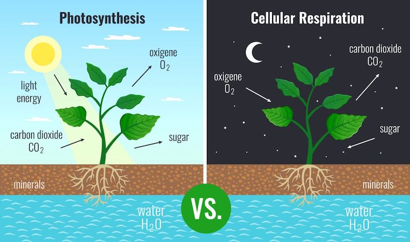 البناء الضوئي والتنفس الخلوي لنباتات.